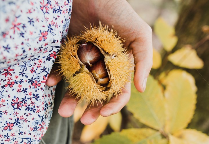 Settimana delle castagne
